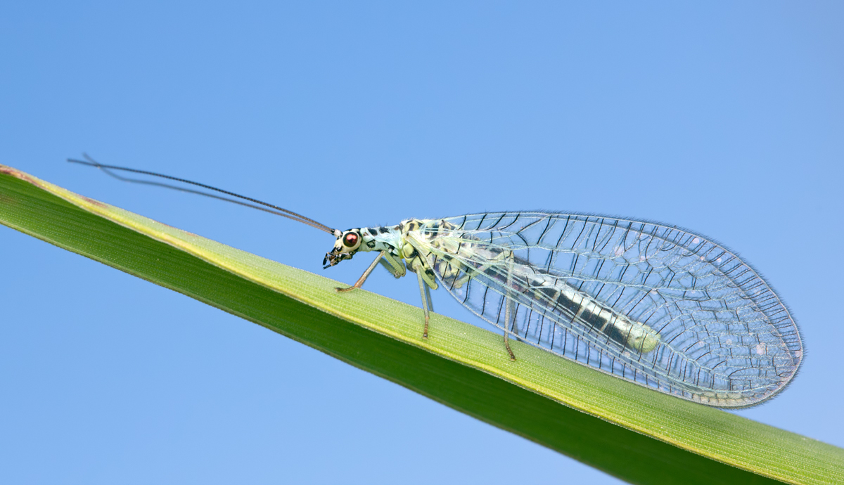 Lacewing - Chrysopa perla